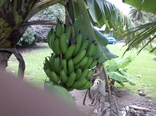 raro-2016-my-beach-house-bananas